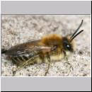 Colletes cunicularius - Weiden-Seidenbiene 11.jpg